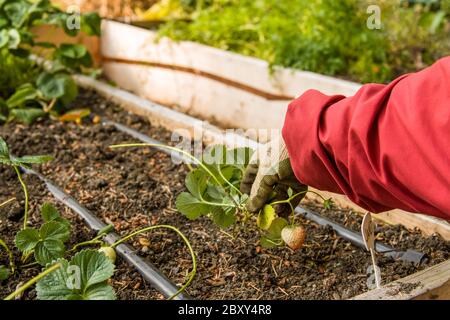 Frau, die Erdbeeren mit Läufern in Issaquah, Washington, USA propagiert. Der Anbau von Erdbeerpflanzen aus einem Läufer ist der einfachste und schnellste Weg zu Stockfoto