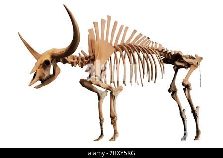 Ganzkörperfossil von Bison Latifrons, Giant Bison oder Ice Age Bison, isoliert auf weißem Hintergrund. Beschneidungspfad. Etwa 25% bis 50% größer als moderne BI Stockfoto