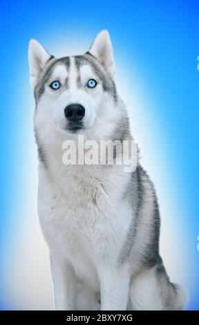 Hund sibirer hasky auf Winter Hintergrund isolieren Stockfoto