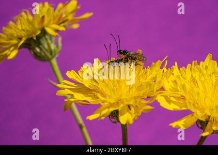 Schwarzer Soldat Fliegen Insekt Hermetia erleuchtet die Paarung auf gelbem Löwenzahn Stockfoto