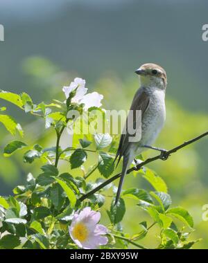 Neuntöter Stockfoto