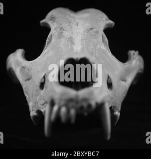 Tier Schädel Wolf Hund Kojote Knochen isoliert starb Zähne fossil Todesalter Stockfoto