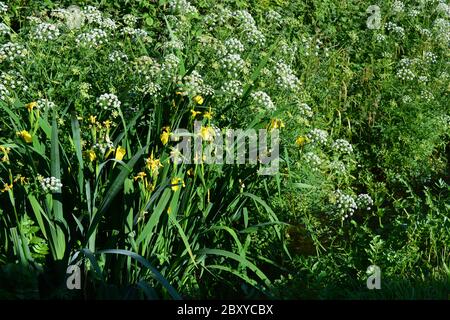 Gelbe Iris Blüten, auch bekannt als Iris pseudacorus oder Wasserfahne, blüht am Ufer eines Baches in Dorset, England Stockfoto