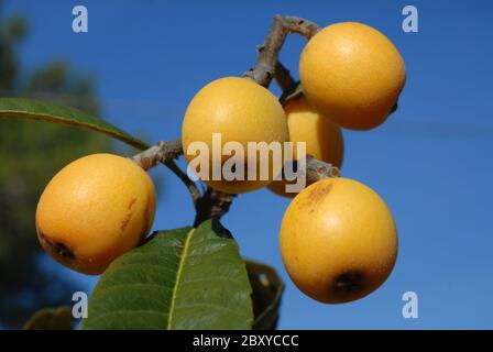 Frische, reife Nispero-Früchte am Baum, auch bekannt als Medlar, Eriobotrya japonica, gegen blauen Himmel Stockfoto