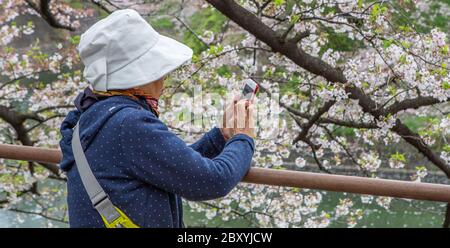 Menschen genießen Kirschblütensaison in Chidorigafuchi, Tokyo, Japan Stockfoto