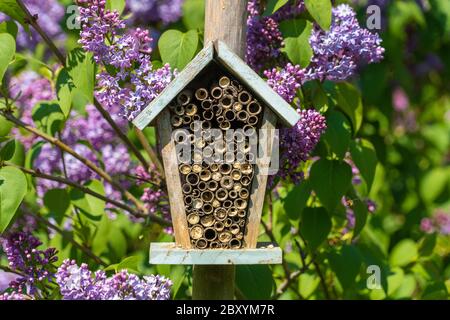 Nahaufnahme des alten antiken Bienenhotels mit Holzröhren und lila Blumen im Hintergrund Stockfoto