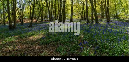 Portrait Panoramablick auf Blue Bells in Wäldern und Wald lila Teppich von Blumen im Wald mit getupftem Sonnenlicht durch Zweige Stockfoto