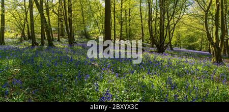 Portrait Panoramablick auf Blue Bells in Wäldern und Wald lila Teppich von Blumen im Wald mit getupftem Sonnenlicht durch Zweige Stockfoto