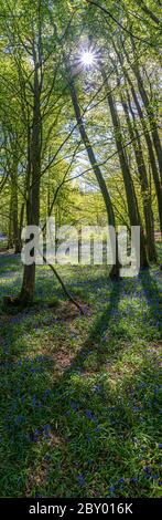 Portrait Panoramablick auf Blue Bells in Wäldern und Wald lila Teppich von Blumen im Wald mit getupftem Sonnenlicht durch Zweige Stockfoto