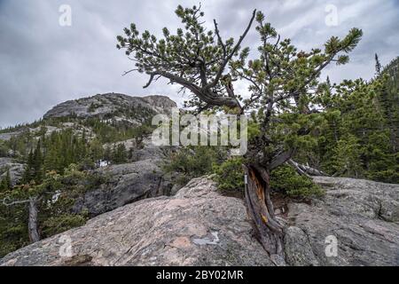 Winddrüsenverdrehter Nadelbaum auf dem Trail zum Mill's Pond, Rocky Mountain National Park, Colorado Stockfoto