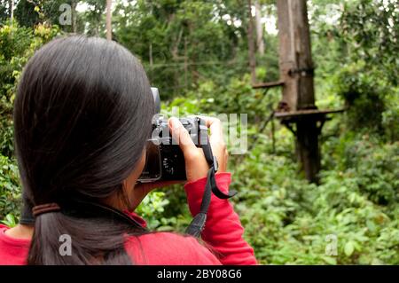 Weibliche Touristen (Model veröffentlicht) fotografieren und beobachten Orang-Utans, Pongo pygmaeus, auf Futterplattform, Sepilok Orangutan Rehabilitationszentrum, S Stockfoto