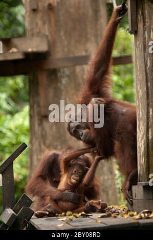 Orang-Utans, Pongo pygmaeus, mit Baby auf der Futterplattform, Sepilok Orang-Utan Rehabilitationszentrum, Sandakan, Sabah, Borneo, Malaysia Stockfoto