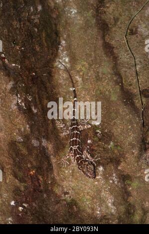 Banded Forest Gecko, Cyrtodactylus consobrinus, auf Baum, Nachtwanderung im Regenwald, Sepilok Nationalpark, Sandakan, Sabah, Borneo, Malaysia Stockfoto