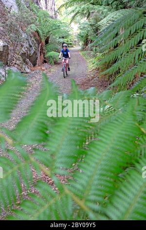 Radfahren auf der North East Rail Trail Stockfoto