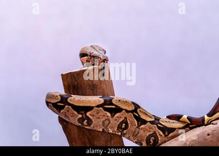 Die Boa constrictor (Boa constrictor), auch genannt die Rotschwanzboa oder die gemeine Boa, ist eine Art von großen, nicht giftigen, schweren Schlange, die Stockfoto