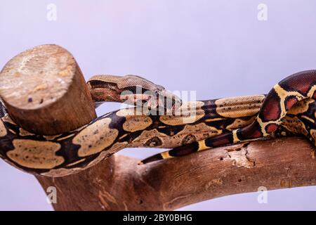 Die Boa constrictor (Boa constrictor), auch genannt die Rotschwanzboa oder die gemeine Boa, ist eine Art von großen, nicht giftigen, schweren Schlange, die Stockfoto