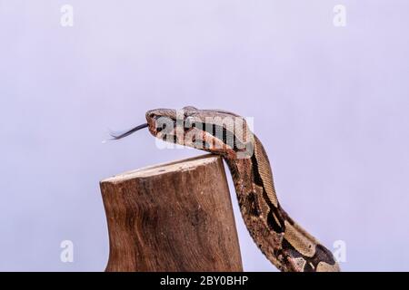 Die Boa constrictor (Boa constrictor), auch genannt die Rotschwanzboa oder die gemeine Boa, ist eine Art von großen, nicht giftigen, schweren Schlange, die Stockfoto