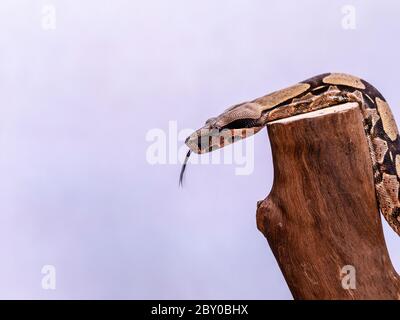 Die Boa constrictor (Boa constrictor), auch genannt die Rotschwanzboa oder die gemeine Boa, ist eine Art von großen, nicht giftigen, schweren Schlange, die Stockfoto