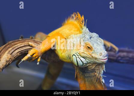 Großen Leguan Echse im terrarium Stockfoto