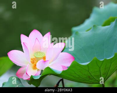 Pink lotus Stockfoto