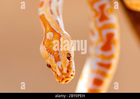 Schöne Python molurus albina auf Baum Zweig. Stockfoto