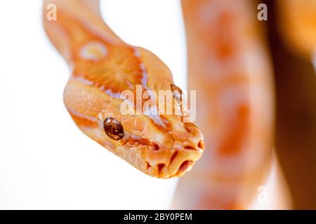 Schöne Python molurus albina auf Baum Zweig. Stockfoto