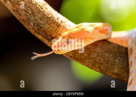 Schöne Python molurus albina auf Baum Zweig. Stockfoto