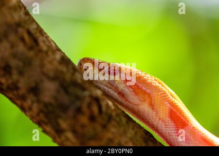Schöne Python molurus albina auf Baum Zweig. Stockfoto