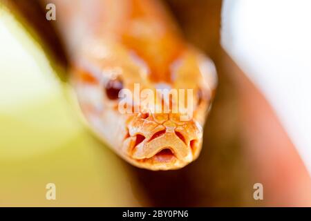 Schöne Python molurus albina auf Baum Zweig. Stockfoto