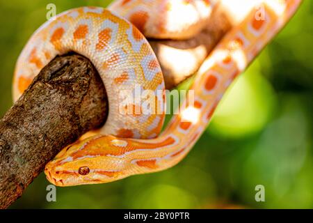 Schöne Python molurus albina auf Baum Zweig. Stockfoto