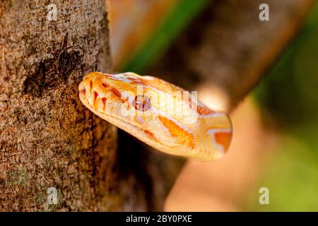 Schöne Python molurus albina auf Baum Zweig. Stockfoto