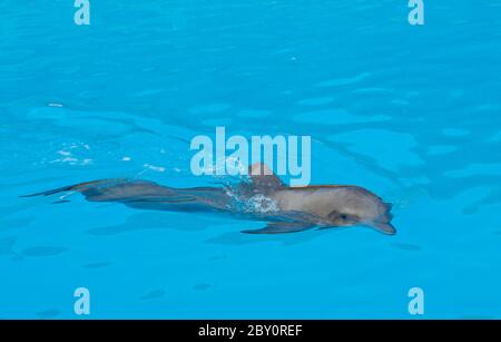 Delphinschwimmen im Blauwasser Stockfoto