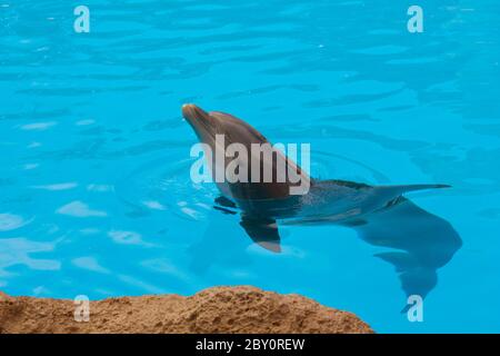 Delfin im blauen Wasser Stockfoto