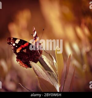 Schmetterling im Sonnenuntergang Stockfoto