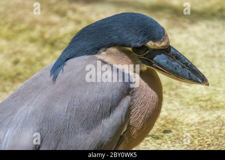 Der Bootsreiher (Cochlearius cochlearius) ist ein atypisches Mitglied der Reiher-Familie. Er lebt in Mangrovensümpfen aus Mexicoto Peru. Stockfoto