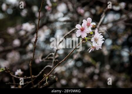 Kirschblüte im Shinjuku Gyo-en, einem großen Park und Garten in Shinjuku und Shibuya, Tokio, Japan Stockfoto