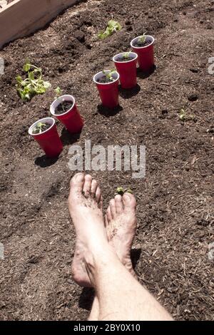 Gartenarbeit mit Füßen im Schmutz. Stockfoto