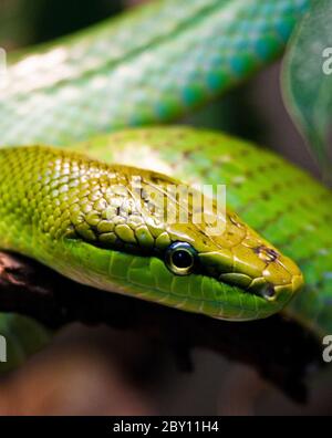 Rote Schwanzratschlanke (Gonyosoma oxycephalum) Stockfoto