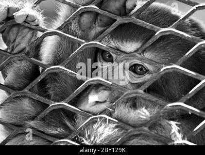 traurigen Affen im Käfig Stockfoto