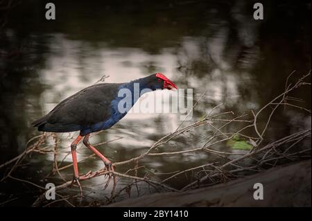 Verhaltensbild eines australasiatischen Swamphen (pukeko in Maori) Porphyrio melanotus, der auf einem toten Ast an einem Wasserloch in Ormiston, Brisbane, thront. Stockfoto