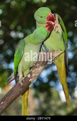 Alexandrine Sittich oder Papagei (Psittacula eupatria), Paar füttern einander während der Brutzeit, thront in Kranada, Queensland, Australien. Stockfoto