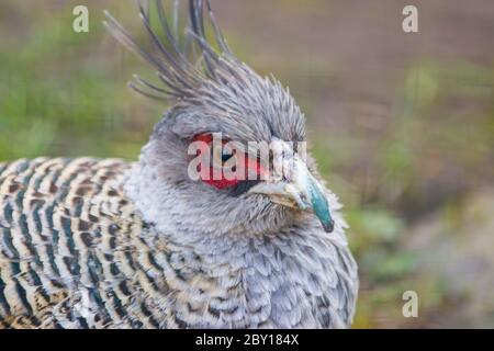 Ein jubelndes Fasanenbild. Es fehlt die Farbe und Brillanz der meisten Fasane, mit buffy grauem Gefieder und langen, grauen Kämmen. Stockfoto