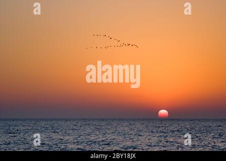 Krane fliegen. Stockfoto