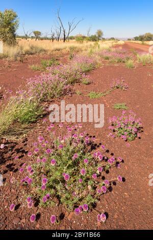 Niedrige Perspektive der Junggesellen Knopfblumen auf den ikonischen roten Steinen und offenen blauen Himmel der Pilbara in Western Australia. Stockfoto