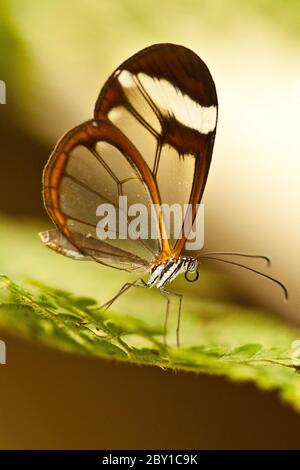 Glasswinged Schmetterling (Greta Oto) Stockfoto