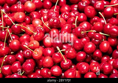 Nahaufnahme von Haufen von Bio-Kirschen, die frisch in einem Obstgarten in der South San Francisco Bay Area, Kalifornien, geerntet werden Stockfoto