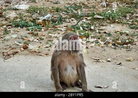 Affe mit gebrochenem Auge am Affentempel Wat Tham Pla-Pha Sua, draußen in Chiang Rai, Thailand. Stockfoto