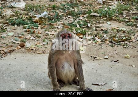 Affe mit gebrochenem Auge am Affentempel Wat Tham Pla-Pha Sua, draußen in Chiang Rai, Thailand. Stockfoto