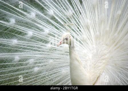 Weißer Pfau Stockfoto