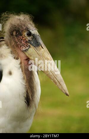 Marabu / Leptoptilos crumeniferus Stockfoto